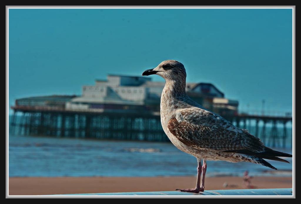 Shazron Hotel Blackpool Kültér fotó